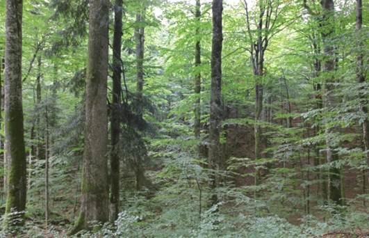 Primerjava odziva gospodarskih sestojev in pragozdnih rezervatov pripomore k pojasnjevanju delovanja gozdnih ekosistemov.