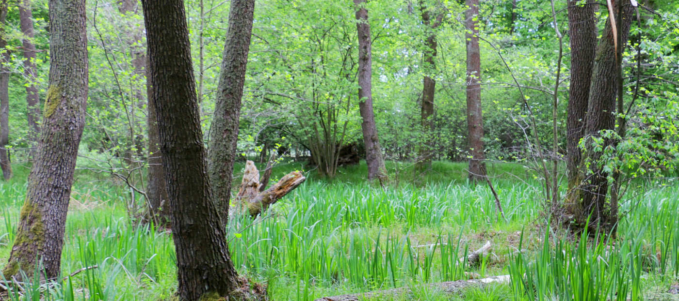 Terensko kartiranje sestojev prednostnega habitatnega tipa 91E0* Obrečna vrbovja, jelševja in jesenovja v okviru projekta LIFE-IP NATURA.SI