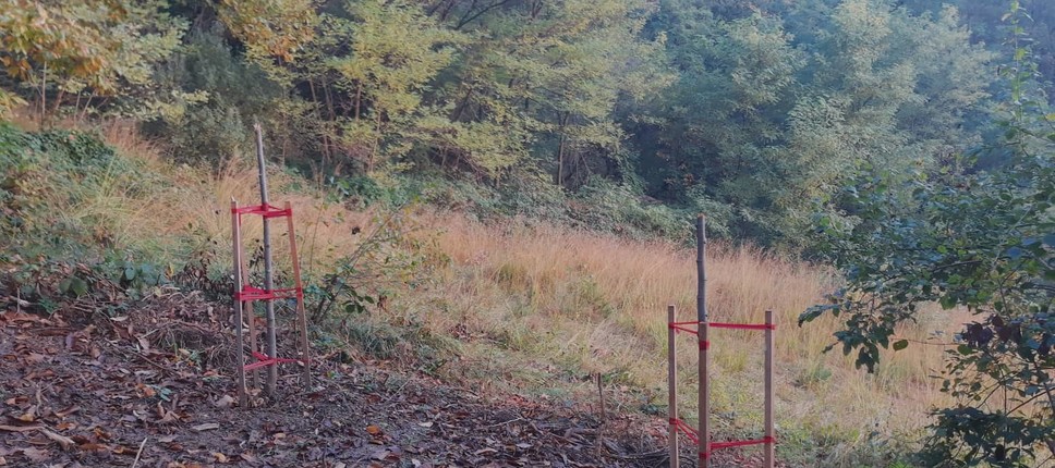 Slika 3: Polomljeni lipi ob Poti ob Gozdarskem inštitutu Slovenije (Foto: Krajinski park Tivoli, Rožnik in Šišenski hrib)
