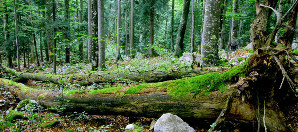 Slika 1: Gozdni rezervat Strmec