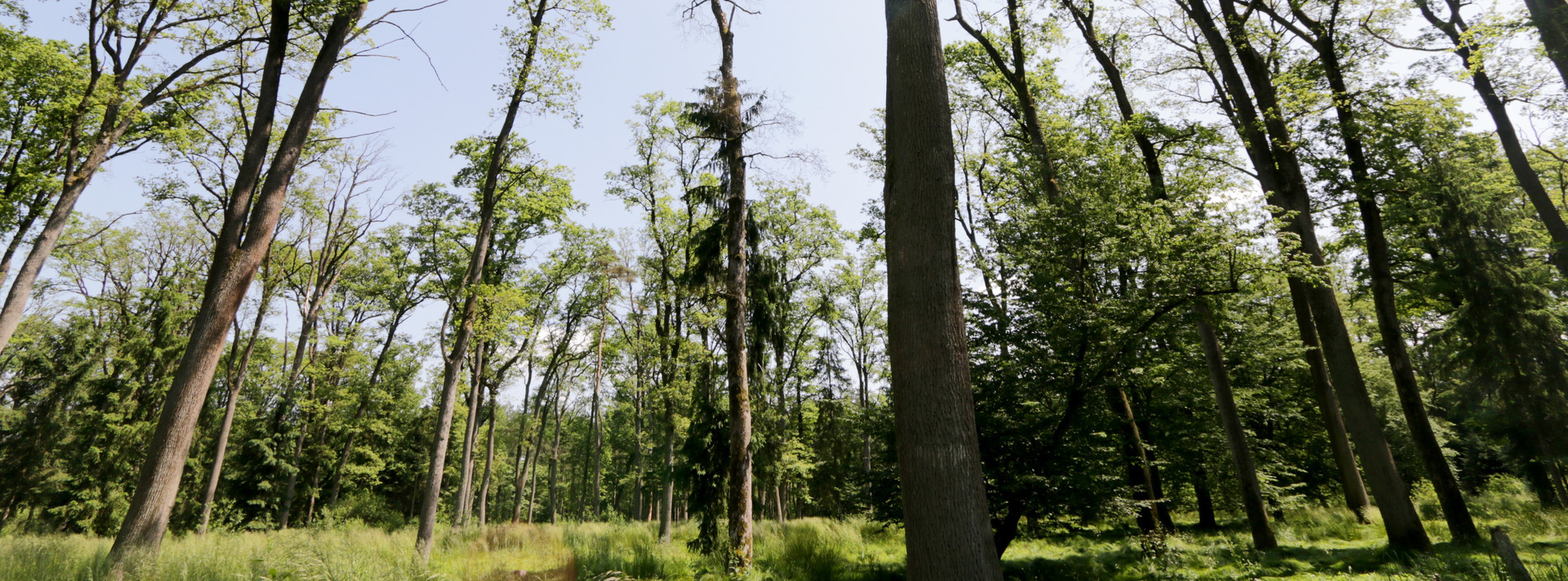 Ocena ranljivosti in tveganja za nižinske hrastove in smrekove gozdove – 1. participativna delavnica