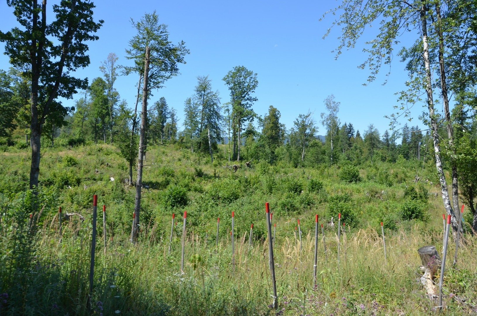 Terenska delavnica: Obnova gozda na pilotnem območju Dolnje Ložine na Kočevskem