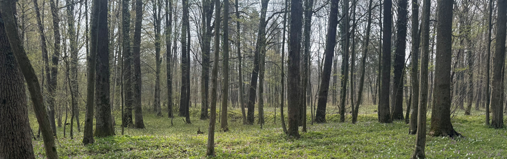 1. nacionalna delavnica: Problematika ozkolistnega jesena v Sloveniji