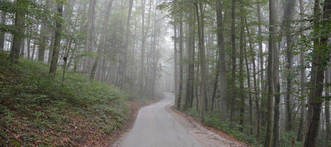 Apply for the Young Researcher Positions at the Slovenian Forestry Institute