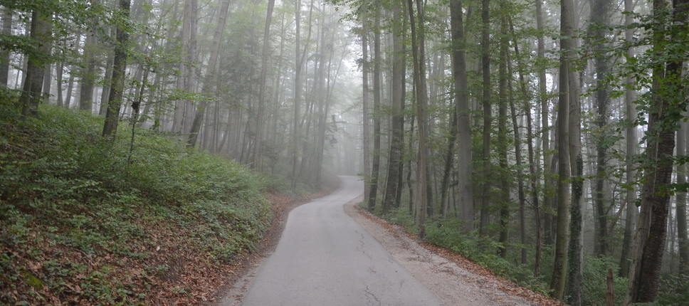 Apply for the Young Researcher Positions at the Slovenian Forestry Institute
