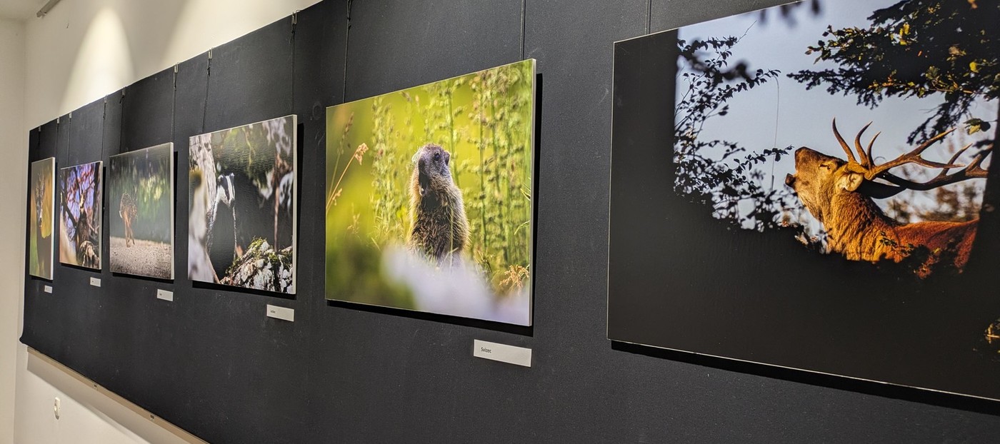 Ujeti trenutki divjine v Galeriji Gozdarskega inštituta Slovenije