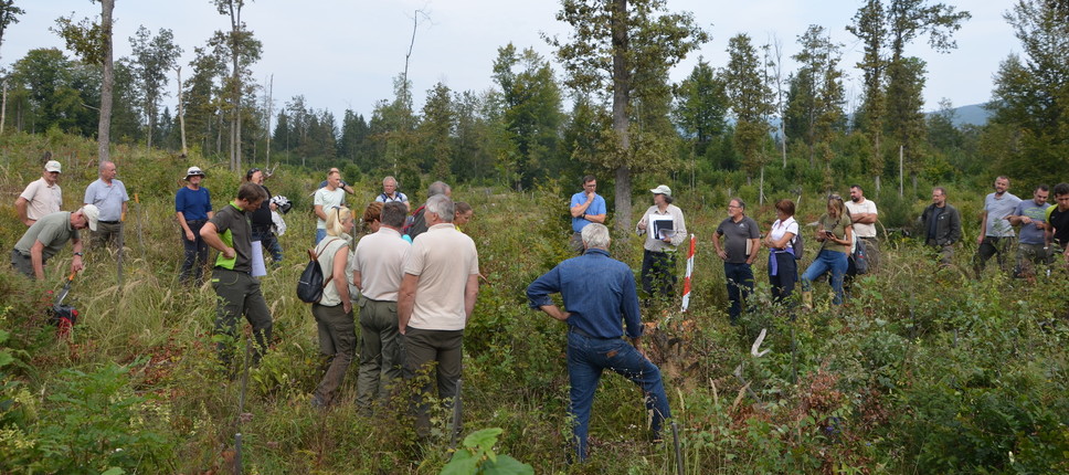 Delavnica Obnova gozda na pilotnem območju Dolnje Ložine na Kočevskem