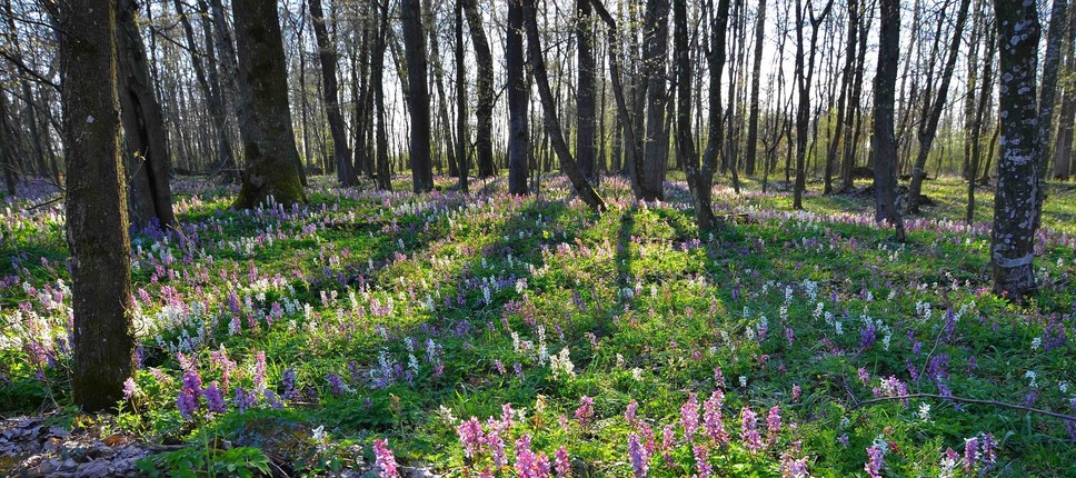 Svetovni dan prosto živečih živalskih in rastlinskih vrst – Ohranjajmo celovitost življenja na Zemlji