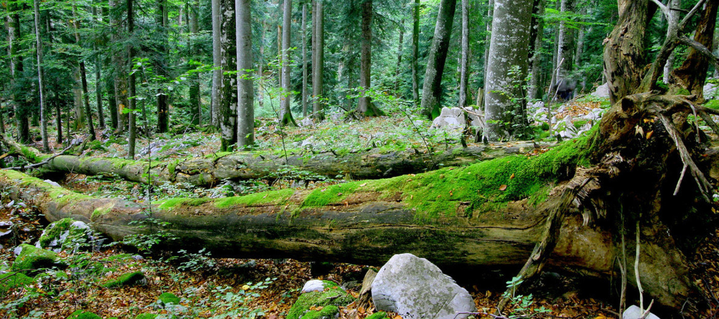Mnenje Gozdarskega inštituta Slovenije na predlog "Uredbe o spremembah in dopolnitvah Uredbe o varovalnih gozdovih in gozdovih s posebnim namenom" z dne 26. 2. 2021