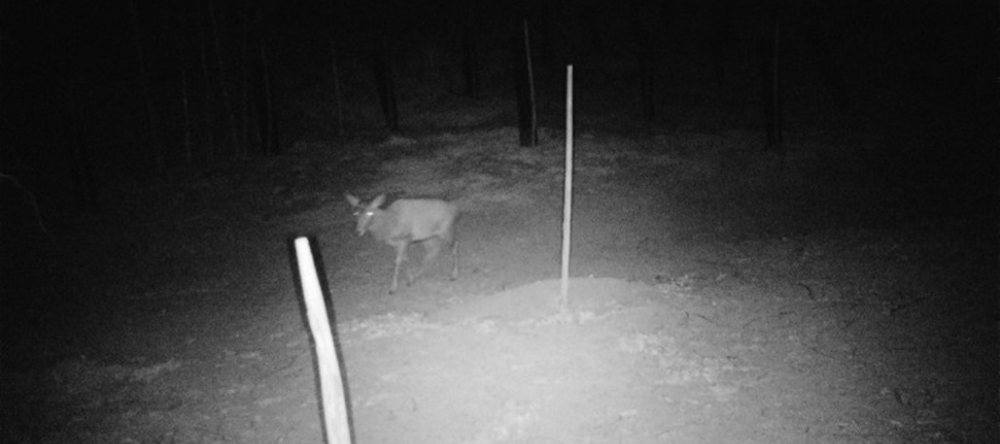 Postavitev fotopasti za izvajanje monitoringa biodiverzitete v okviru projekta „ Mejice kot podpora biotski raznolikosti, ohranjanju tradicionalnega in izginjajočega kulturnega vzorca slovenskega podeželja ter zagotavljanju ekosistemskih storitev“