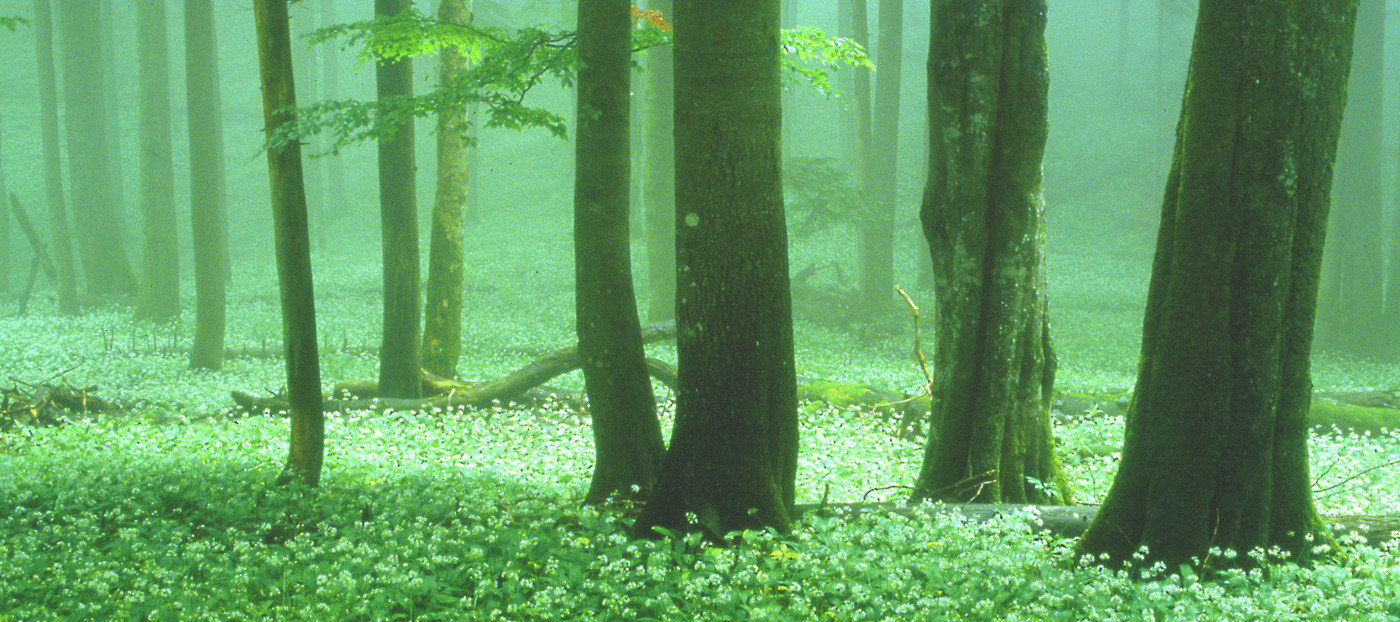 Slovenski gozdni in pragozdni rezervati ter njihova veličastnost