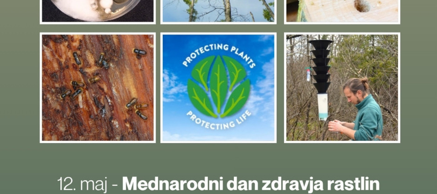 Mednarodni dan zdravja rastlin: zdrave rastline so temelj zdravega okolja