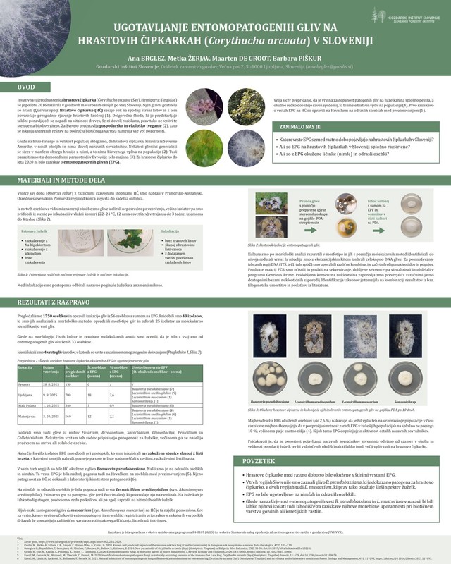 Ugotavljanje entomopatogenih gliv na hrastovi čipkarki (Corythucha arcuata) v Sloveniji