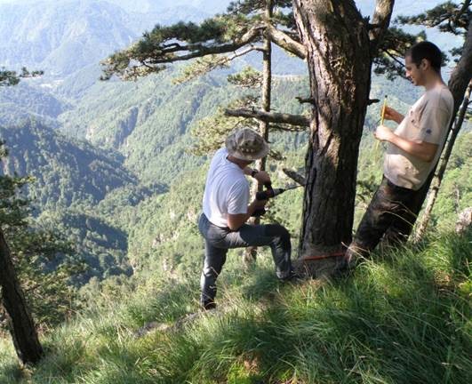Odvzem vzorcev za analize stabilnega izotopa ogljika in kisika za rekonstrukcijo klime na ekstremnih rastiščih črnega bora v Dinaridih.