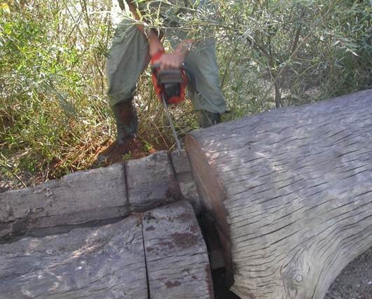 Vzorčenje subfosilnega hrasta na obrežju reke Drave. Subfosilna debla so lahko stara več tisoč let.