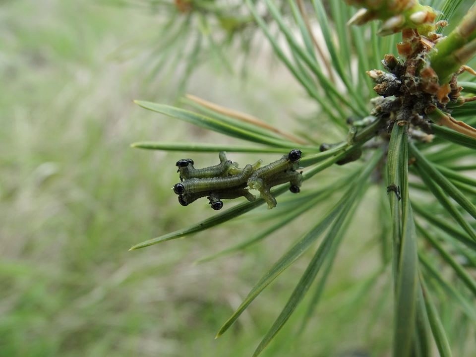 Gozdna biologija, ekologija in tehnologija (P4-0107)